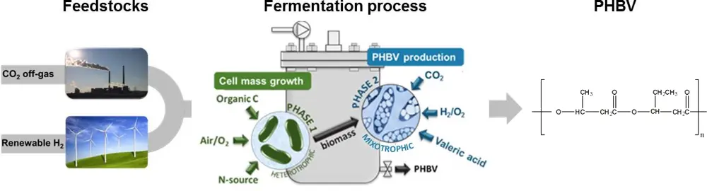 Figuur 4: schema van het geteste en gemodelleerde principe: aerobe bacteriële groei met glucose en anaerobe bacteriële omzetting van CO<sub>2</sub>, waterstofgas en valeriaanzuur in PHBV