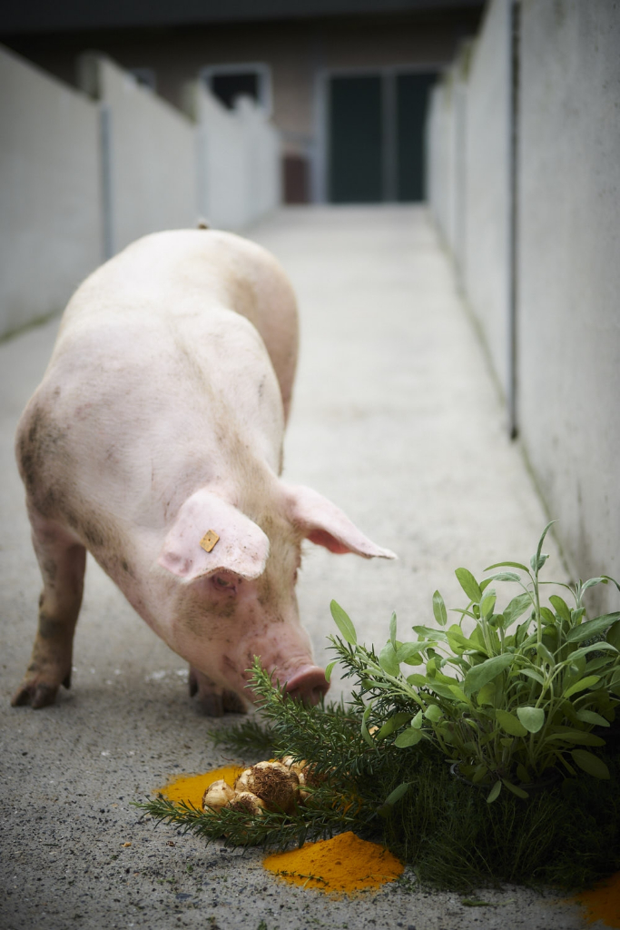 kruiden varkensvlees