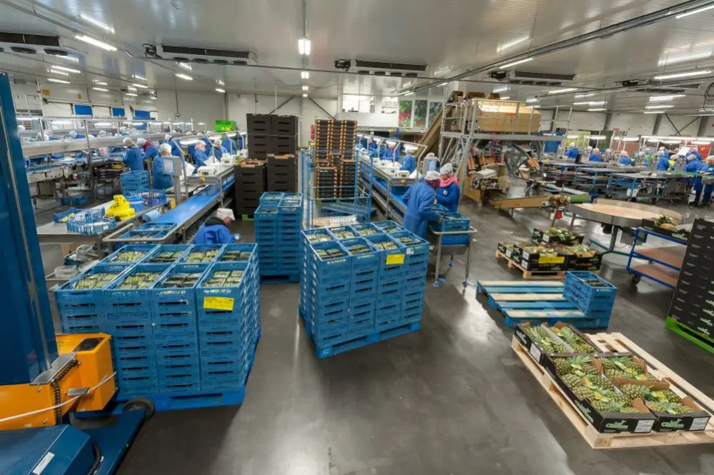 Dans un avenir proche, Special Fruit veut intensifier l'automatisation dans l'ensemble de la chaîne