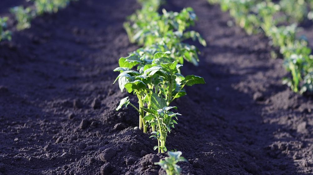 aardappelen prevenir mauvauses hrbes