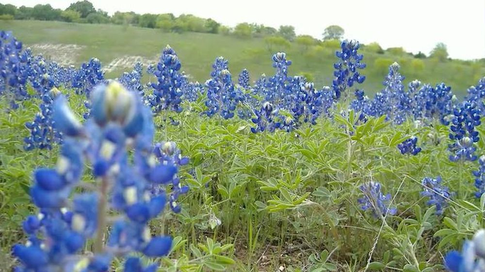 lupine prevenir mauvauses hrbes