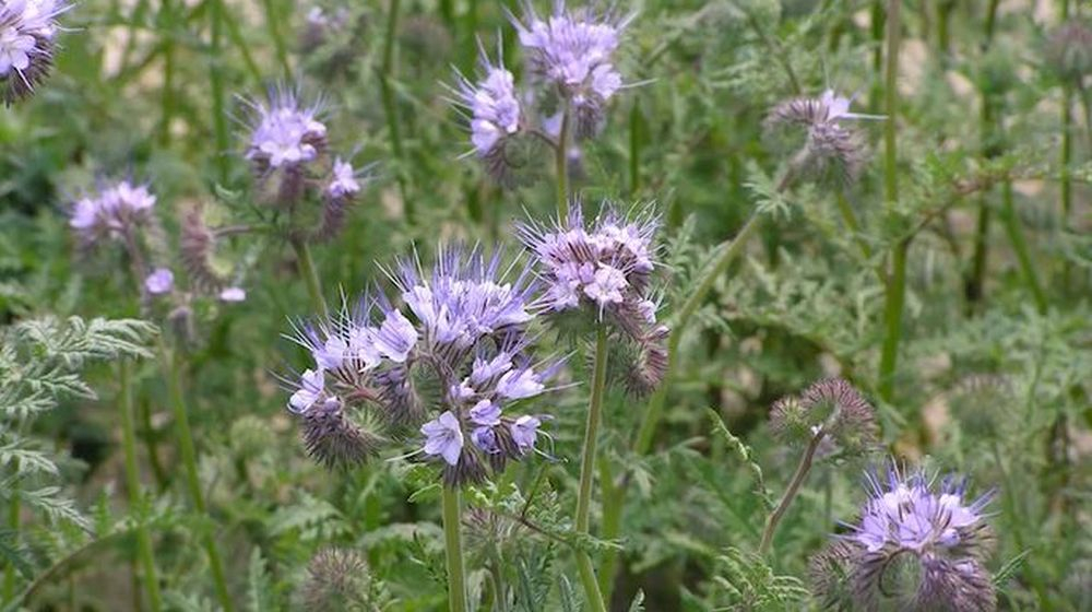 phacelia prevenir mauvauses hrbes