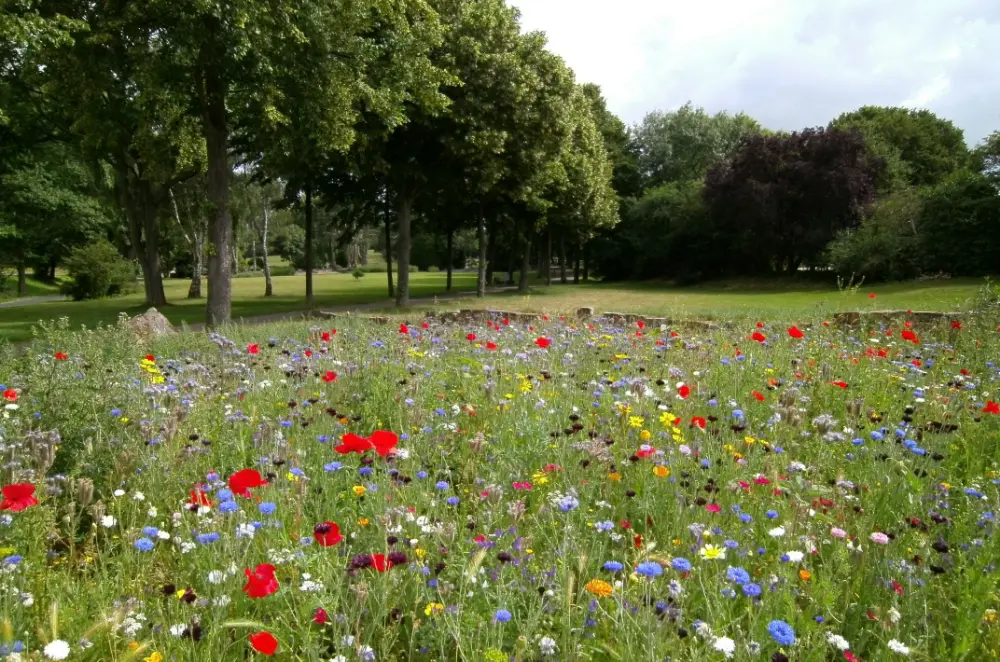 Door de toegenomen aandacht voor biodiversiteit zijn bloemenweides aan een stevige opmars bezig