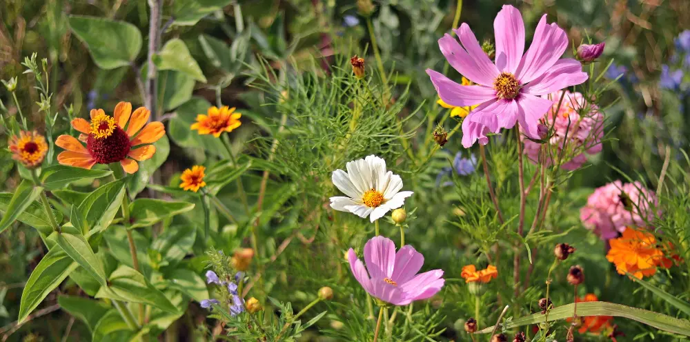 Een arme bodem is een must voor een diverse bloemenweide