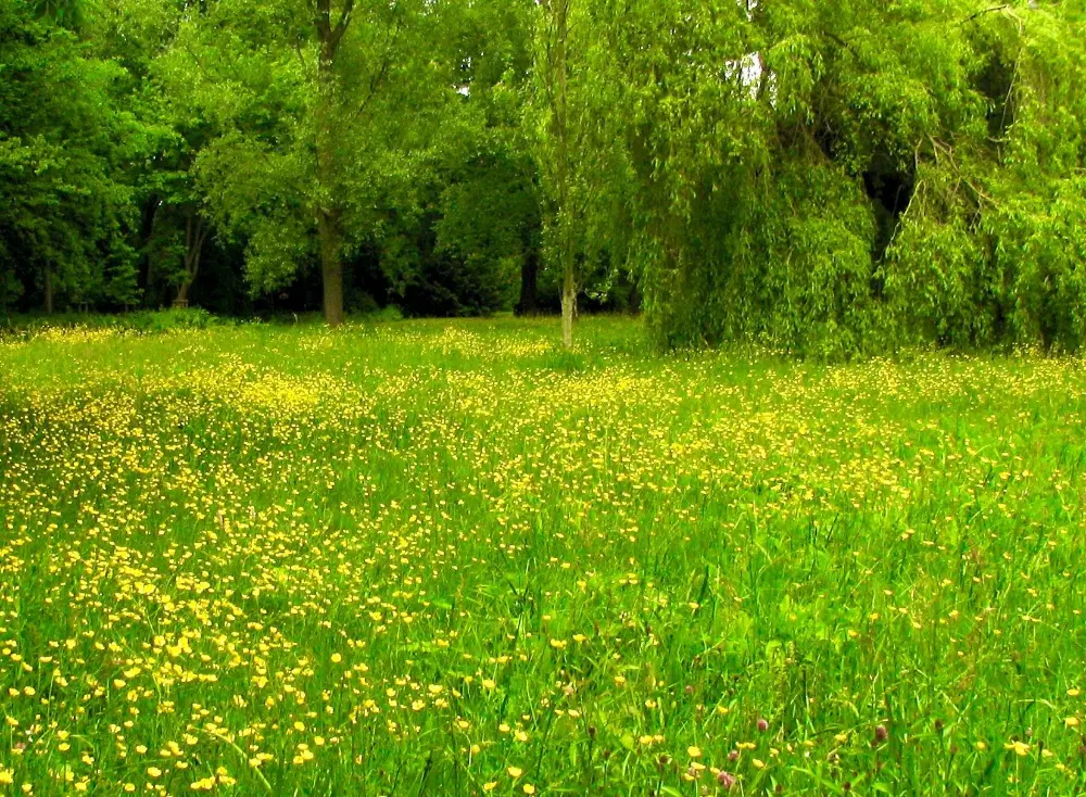 Een bloemenweide verhoogt de belevingswaarde in het Aalsterse stadspark