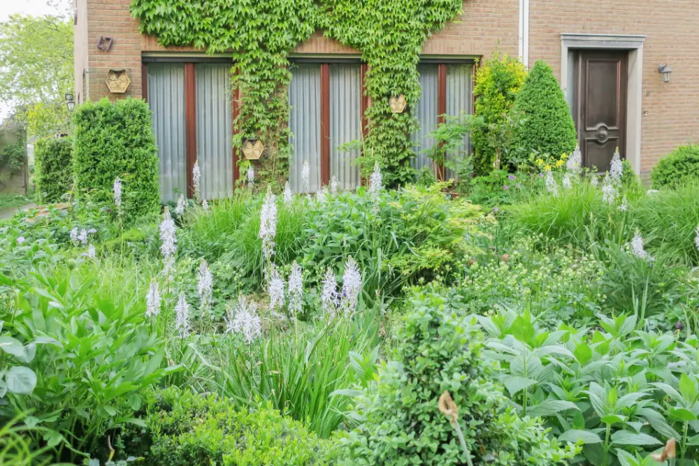 “Camassia is een dankbare plant voor in de border. In het voorjaar stelen de blauwe toortsen de show, waarna de plant in de zomer volledig verdwijnt. Op die moment nemen de talrijke grassen het over”