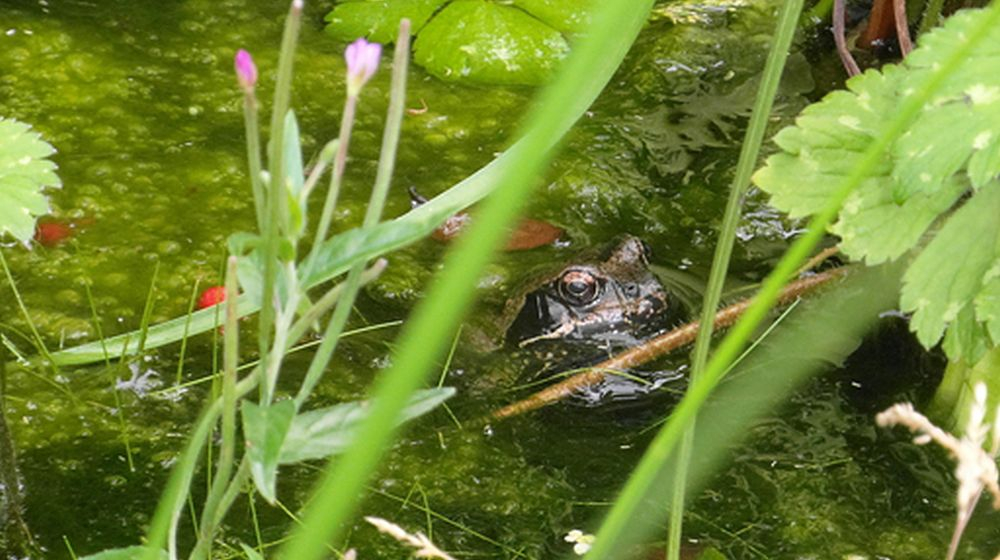 moerasvijver VIJVER ONDERHOUDEN