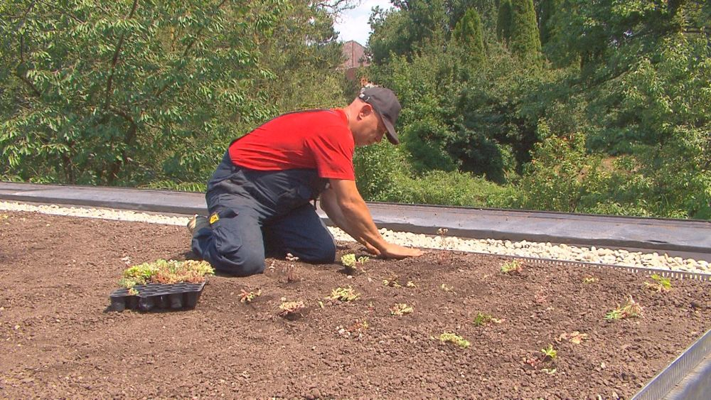 pluggen plantes extensive