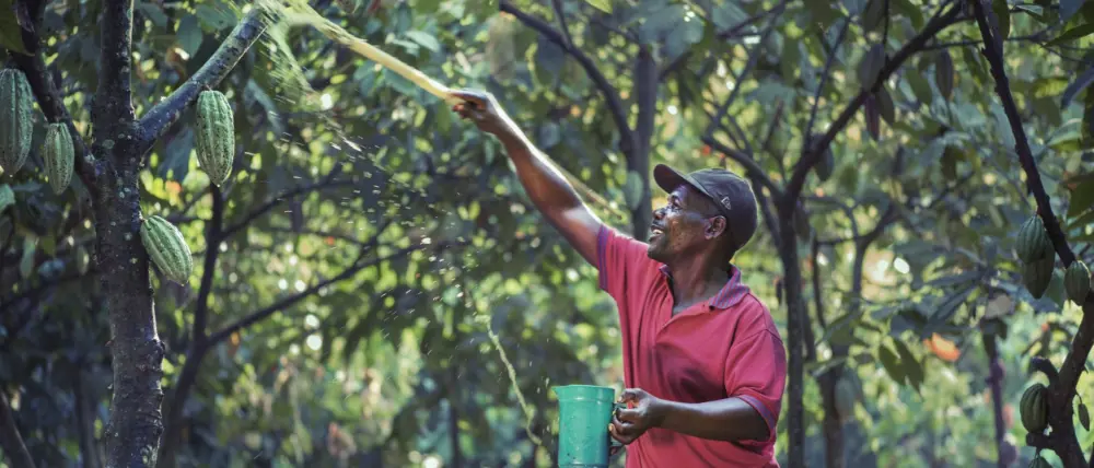 Barry Callebaut oorsprong cacaoboon cacao