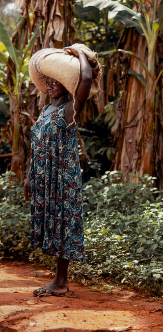 Barry Callebaut oorsprong cacaoboon cacao