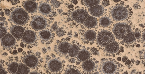 vetbloem