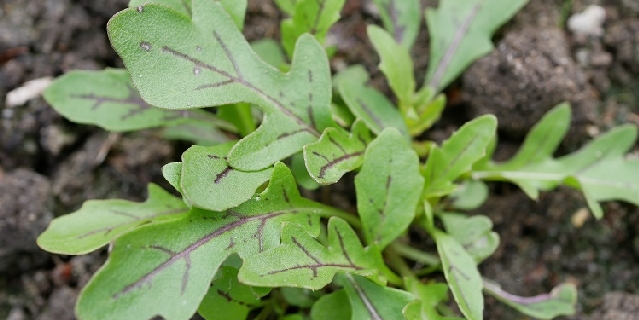 rucola