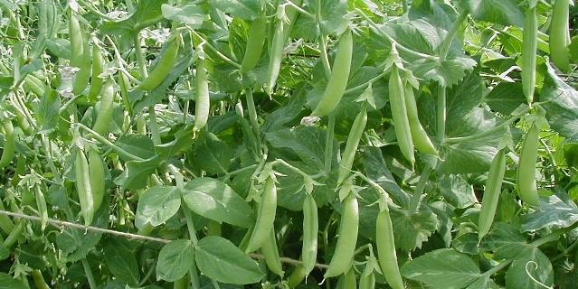 sluimererwten