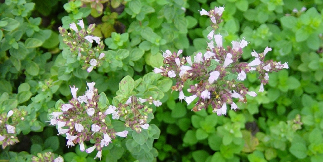 oregano