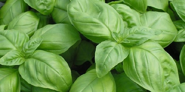 basilic