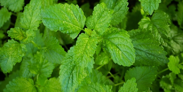citronelle