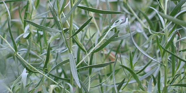 estragon