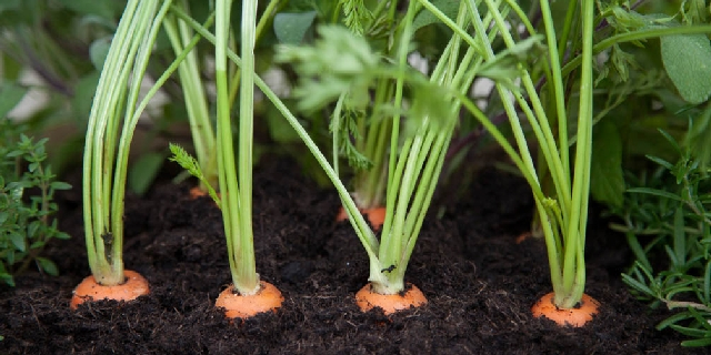 petites carottes