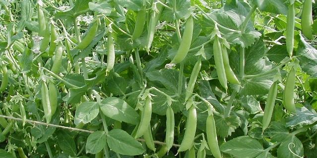 mange-tout