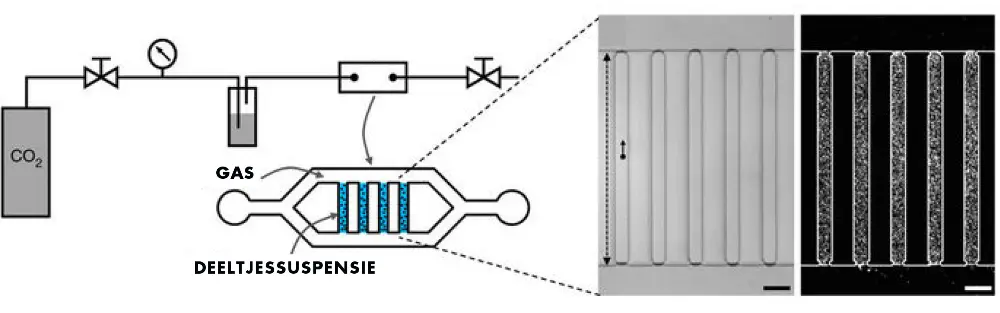 Diffusiophoresis