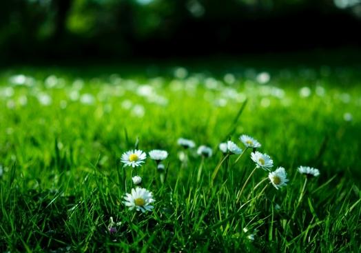 Tuin opnieuw sterk gegroeid