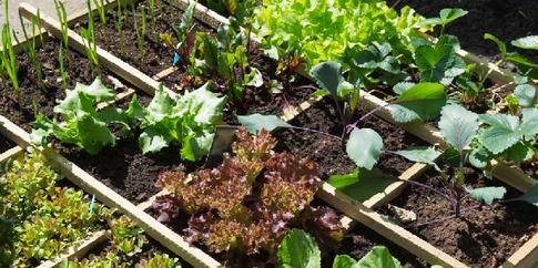 bac potager