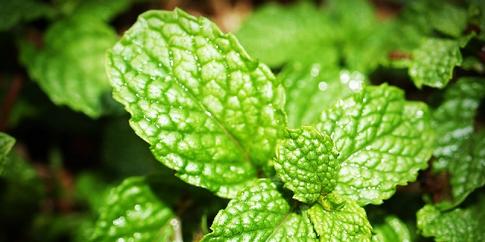 menthe