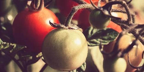 tomates-cerises