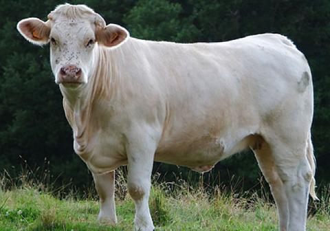 Het vlees van de charolais is relatief mager, aangezien ze een goede vleestoename hebben, maar een lage vetvorming © Mitera