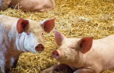 La viande de PQA est riche en vitamines et en anti­oxydants. Elle est maigre et pauvre en cholestérol  