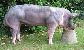 Het Piétrainvarken is een zeer gespierd varkensras, met diepe hammen en een extra grote bilpartij