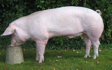 Het huidige Belgisch landras is ontstaan uit een mengelmoes van verschillende landrastypes