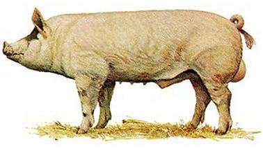 Het Belgisch Large Whitevarken staat onder meer bekend om het goede vlees en de hoge vruchtbaarheid