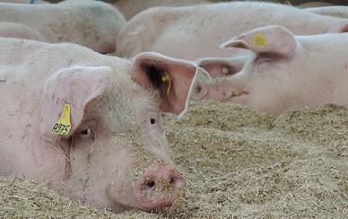 Het varkensvlees van PIGfijn is mager, maar toch sappig en smaakvol. Dit dankzij de voeding met Corn Cob Mix, gerst en tarwe