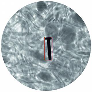 In tegenstelling tot een metaaldetector beschouwt een X-raydetector het product niet als een geheel. Hierdoor kan nauwkeurig worden bepaald waar de contaminatie of een andere fout precies gesitueerd is
