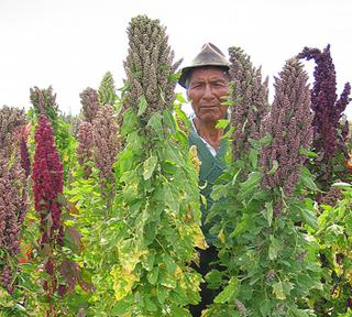 Le quinoa, une graine originaire d'Amérique centrale et latine, a connu un succès fulgurant ces dernières années dans les pays occidentaux