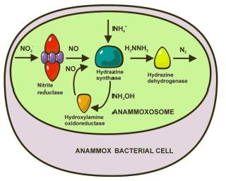 Schematisch model van de reacties in een anammoxbacterie