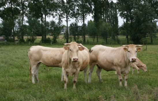 De dieren voor natuurvlees en biovlees zouden diervriendelijker zijn grootgebracht dan gewone dieren op stal ©De Groene Slager