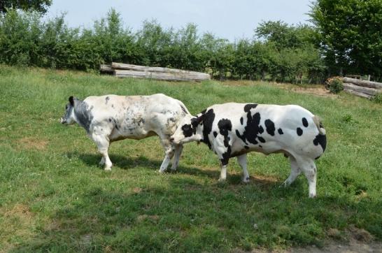 De Groene Slager engageert zich in de eerste plaats tot een persoonlijke en professionele ethiek, met eerbied voor natuur, dierenwelzijn en milieu ©Emilia Van Eynde