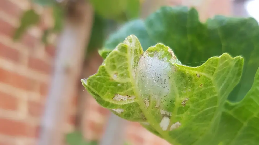 Van begin mei tot begin juli gaan ze op zoek naar vijgenbomen om hun eitjes op af te zetten