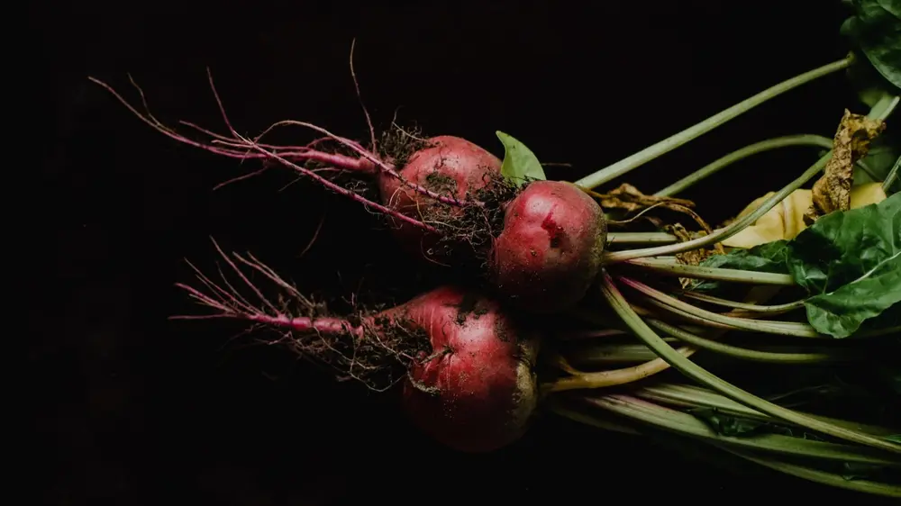 De rode biet is het kleine broertje van de suiker- en de voederbiet