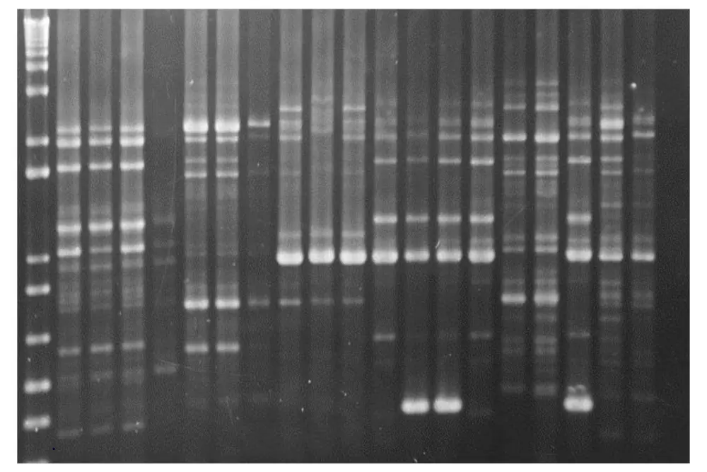 Listeria monocytogenes fingerprints, bekomen met de RAPD-techniek
