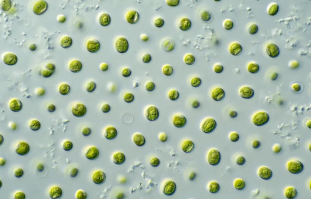Microalgen