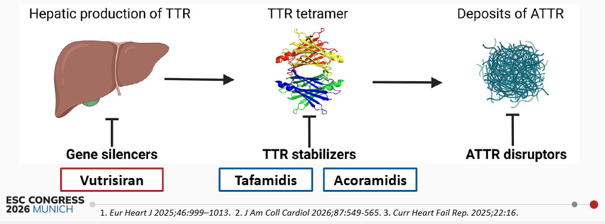 synthèse de la TTR