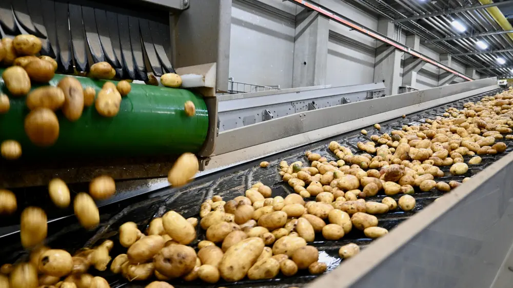 "Terwijl er in de vroege jaren negentig nog 500.000 ton aardappelen per jaar verwerkt werden in ons land, ligt dat cijfer nu tien keer zo hoog, op 5,2 miljoen ton", weet Vermeulen