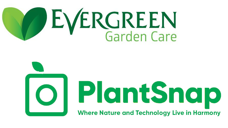 Evergreen PlantSnap