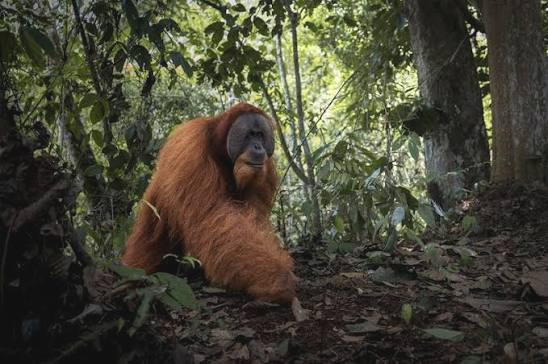 orangs-outans Pr Rondelet