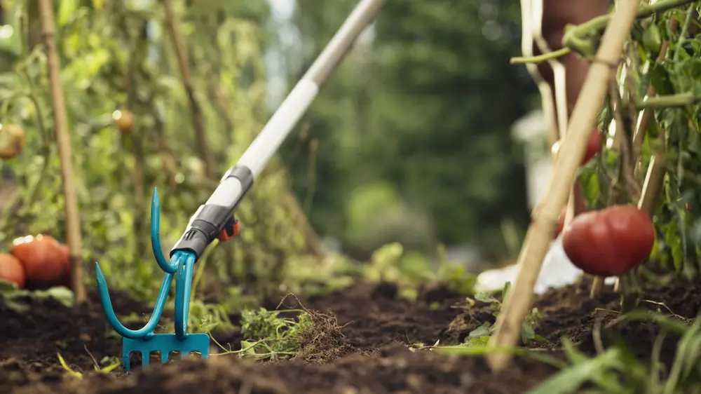 moestuin onkruidvrij gardena hark krabber steker steel kliksysteem tomaat planten tuinieren potagier vergif meststof