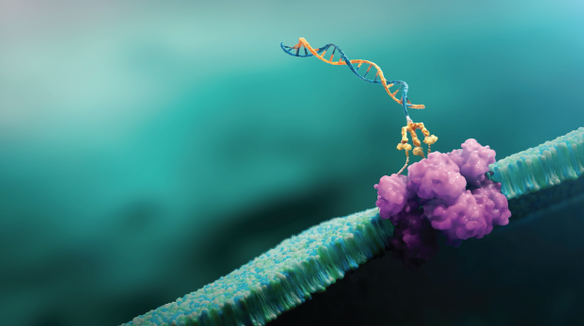 Silence Therapeutics SiRNA