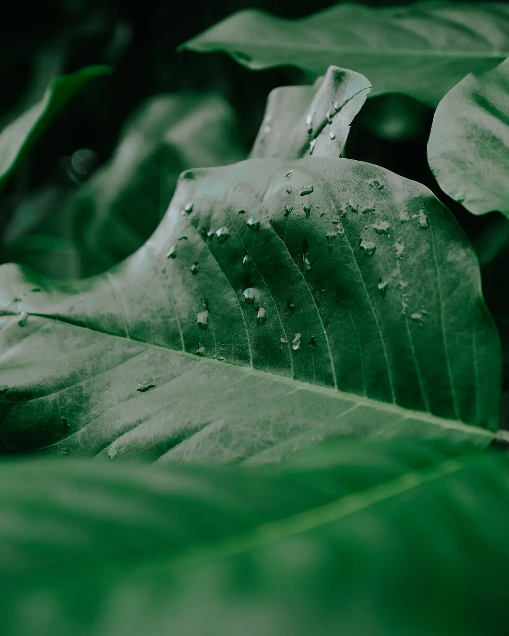 regen afbeelding onkruidbestrijding